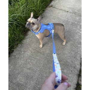 Paws Boutique Harness Blue