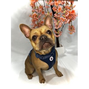 Paws Boutique Harness Dark blue