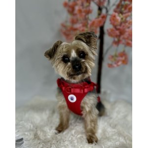 Paws Boutique Harness Red