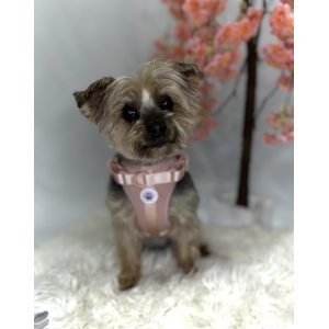 Paws Boutique Harness Pink