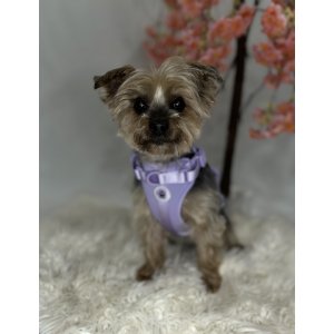 Paws Boutique Harness Purple